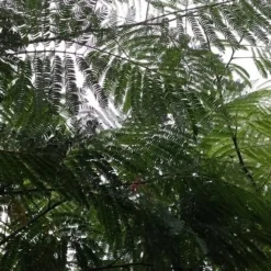 Perzische Slaapboom (Albizia Julibrissin 'Ombrella') 24 Perzische Slaapboom (Albizia Julibrissin 'Ombrella') -Tuin Puur Verkoop 20190712 160804 1