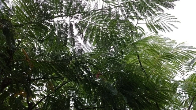 Perzische Slaapboom (Albizia Julibrissin 'Ombrella') 13 Perzische Slaapboom (Albizia Julibrissin 'Ombrella') - Afbeelding 11