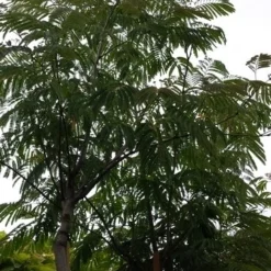 Perzische Slaapboom (Albizia Julibrissin 'Ombrella') 25 Perzische Slaapboom (Albizia Julibrissin 'Ombrella') -Tuin Puur Verkoop 20190712 160848 1