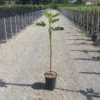 Vijg Op Stam (Ficus Carica 'Panache') 2 Vijg Op Stam (Ficus Carica 'Panache') -Tuin Puur Verkoop 20200928110358396762