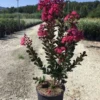 Lagerstroemia (Lagerstroemia 'Pink Velour') -Tuin Puur Verkoop 20200930165148218385