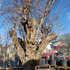 Granaatappel Als Solitair (Punica Granatum) 16 Granaatappel Als Solitair (Punica Granatum) -Tuin Puur Verkoop 20220217 110658