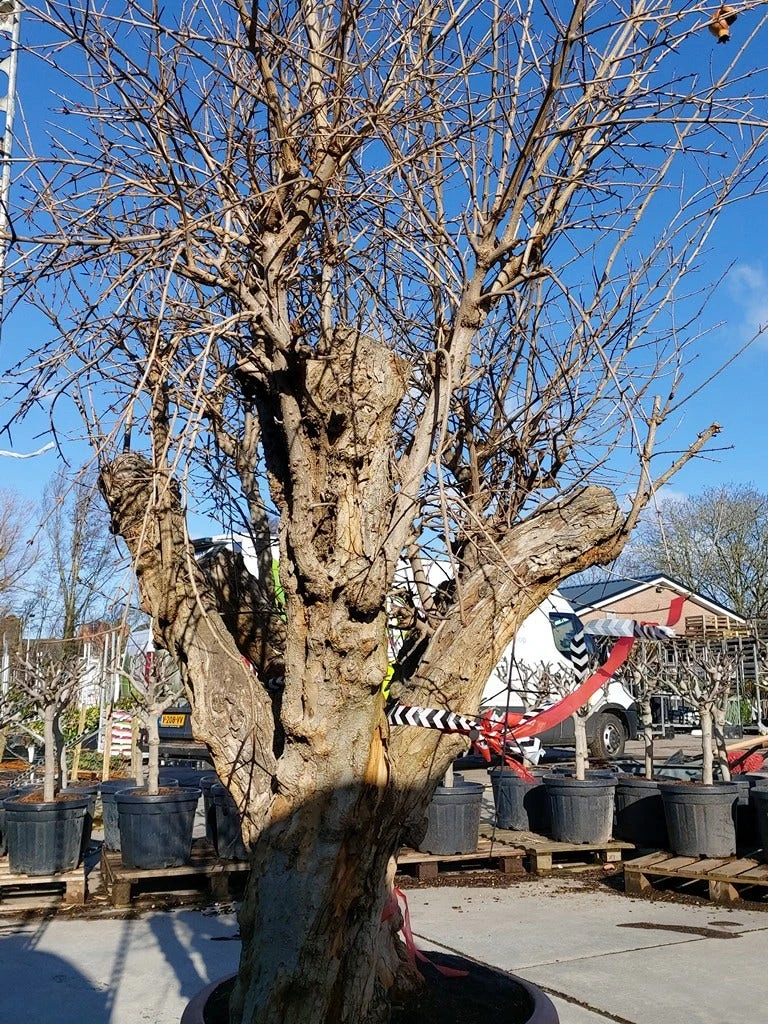 Granaatappel Als Solitair (Punica Granatum) 7 Granaatappel Als Solitair (Punica Granatum) - Afbeelding 5