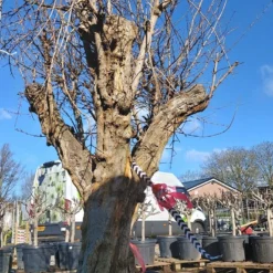 Granaatappel Als Solitair (Punica Granatum) 14 Granaatappel Als Solitair (Punica Granatum) -Tuin Puur Verkoop 20220217 110708