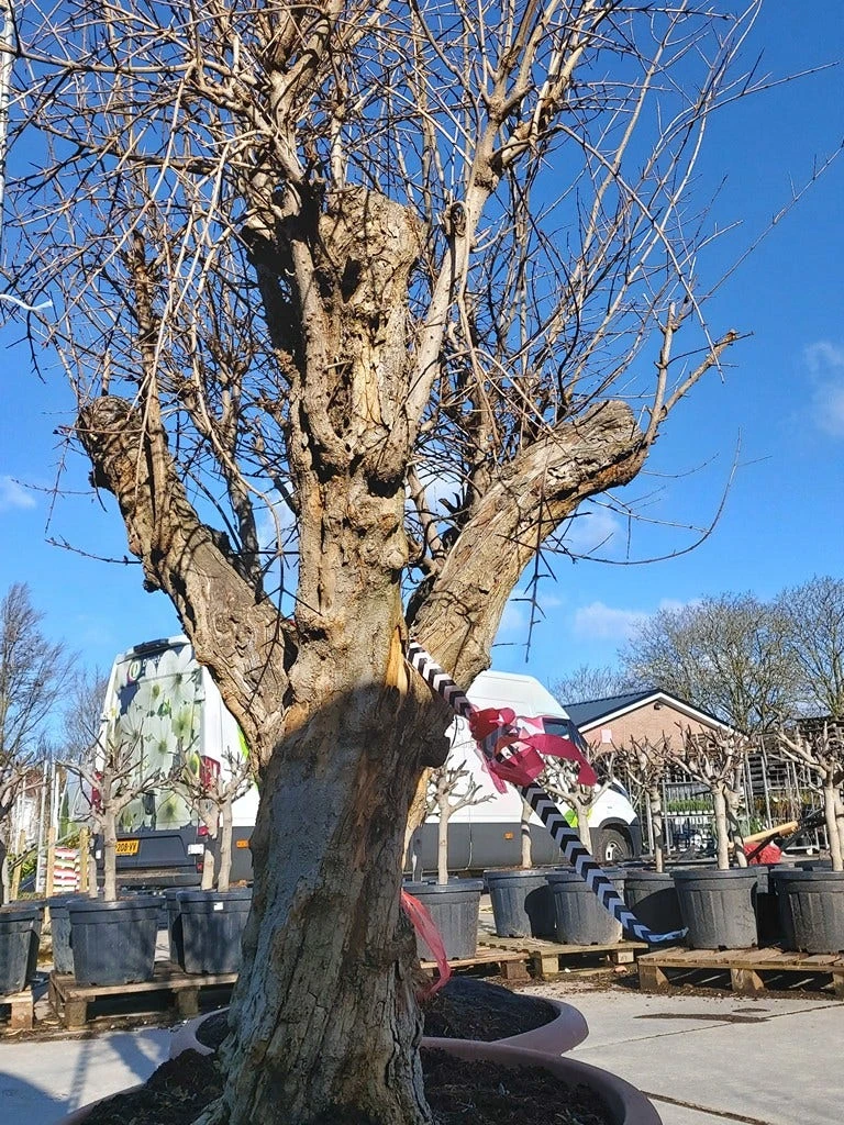 Granaatappel Als Solitair (Punica Granatum) 5 Granaatappel Als Solitair (Punica Granatum) - Afbeelding 3