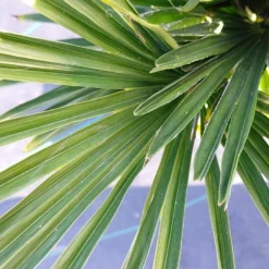 Winterharde Palm (Trachycarpus Wagnerianus) 15 Winterharde Palm (Trachycarpus Wagnerianus) -Tuin Puur Verkoop 20220217 112257