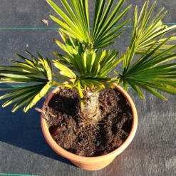 Winterharde Palm (Trachycarpus Wagnerianus) 12 Winterharde Palm (Trachycarpus Wagnerianus) -Tuin Puur Verkoop 20220217 112423