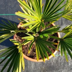 Winterharde Palm (Trachycarpus Wagnerianus) 14 Winterharde Palm (Trachycarpus Wagnerianus) -Tuin Puur Verkoop 20220217 112447
