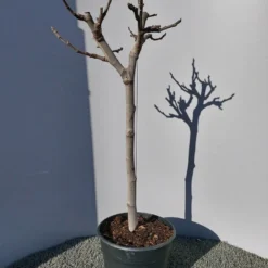 Vijg Op Stam (Ficus Carica) 21 Vijg Op Stam (Ficus Carica) -Tuin Puur Verkoop 20220223 125904 1