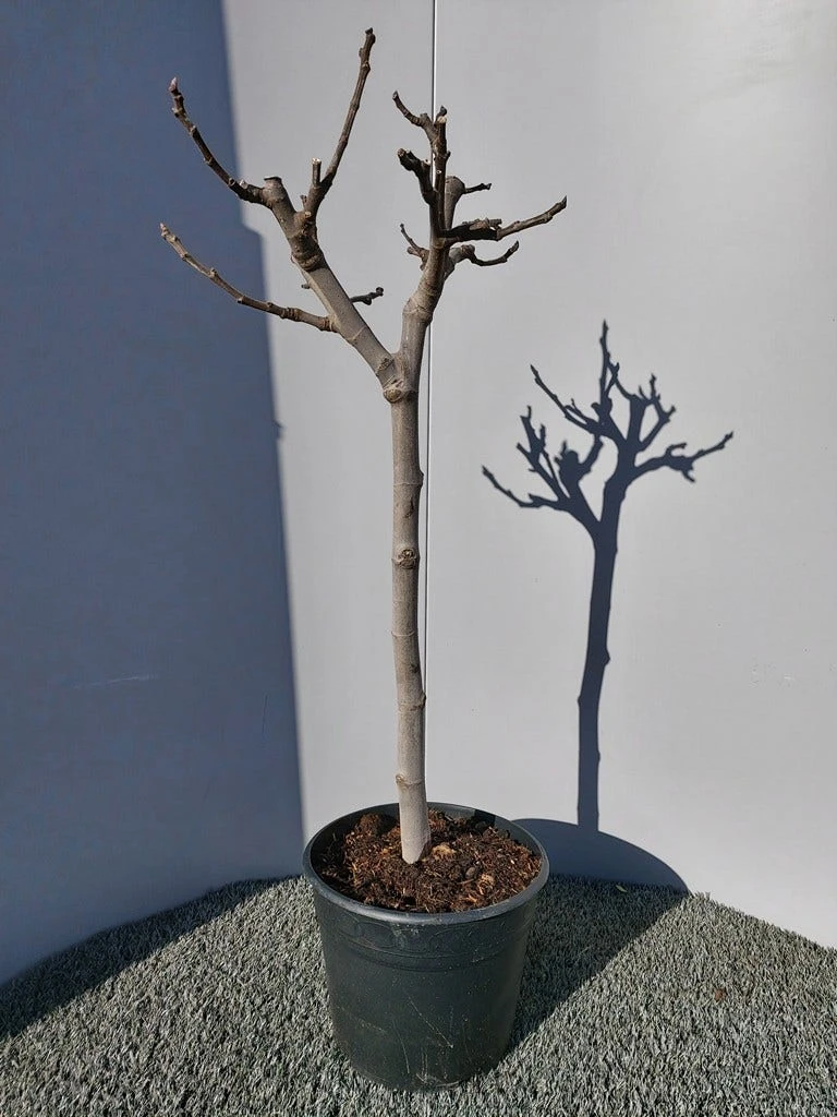 Vijg Op Stam (Ficus Carica) 12 Vijg Op Stam (Ficus Carica) - Afbeelding 10