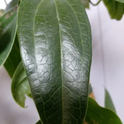 Groenblijvende Clematis (Clematis Armandii 'Hendersonii Rubra') -Tuin Puur Verkoop 20220613 162250