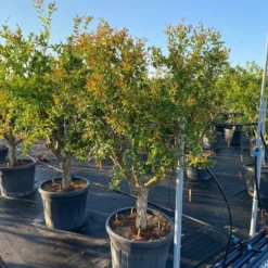 Granaatappel Als Solitair (Punica Granatum) 21 Granaatappel Als Solitair (Punica Granatum) -Tuin Puur Verkoop 9f2e2d79 4476 41bd a214 0070b1656e3a