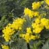 Mimosa (Acacia Dealbata) -Tuin Puur Verkoop acacia dealbata