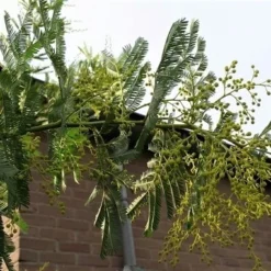 Mimosa (Acacia Dealbata) -Tuin Puur Verkoop acaciadealbata03