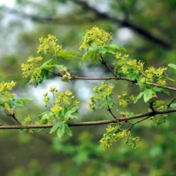 Spaanse Aak (Acer Campestre) 7 Spaanse Aak (Acer Campestre) -Tuin Puur Verkoop accampes 9