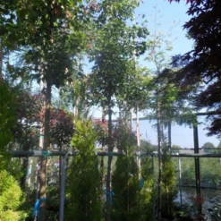 Drietandsesdoorn (Acer Buergerianum)