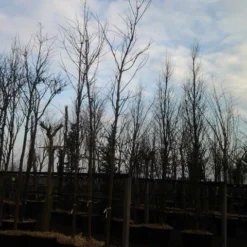 Rode Esdoorn (Acer Platanoides 'Crimson King') 20 Rode Esdoorn (Acer Platanoides 'Crimson King') -Tuin Puur Verkoop acer crimson king