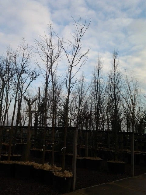 Rode Esdoorn (Acer Platanoides 'Crimson King') 11 Rode Esdoorn (Acer Platanoides 'Crimson King') - Afbeelding 10