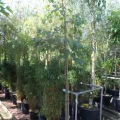 Chinese Esdoorn (Acer Davidii ) -Tuin Puur Verkoop acer davidii 12 14ho cont