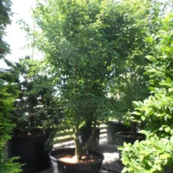 Chinese Esdoorn (Acer Davidii ) -Tuin Puur Verkoop acer davidii 350 400 c500 solitair meerstammig