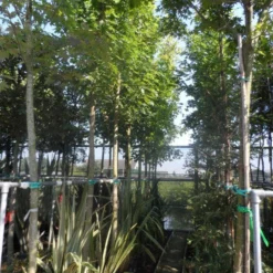 Esdoorn (Acer Freemanii 'Autumn Blaze') -Tuin Puur Verkoop acer freemanii autumn blaze 14 16 18 20ho cont