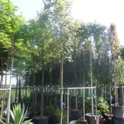 Esdoorn (Acer Freemanii 'Autumn Blaze') -Tuin Puur Verkoop acer freemanii autumn blaze 14 16ho cont