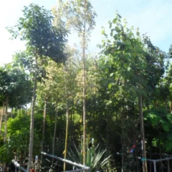 Vederesdoorn Als Boom (Acer Negundo 'Flamingo') 11 Vederesdoorn Als Boom (Acer Negundo 'Flamingo') -Tuin Puur Verkoop acer negundo flamingo 10 12ho cont