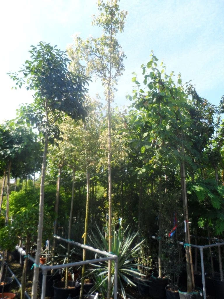 Vederesdoorn Als Boom (Acer Negundo 'Flamingo') 7 Vederesdoorn Als Boom (Acer Negundo 'Flamingo') - Afbeelding 5