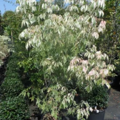 Vederesdoorn Als Boom (Acer Negundo 'Flamingo') 10 Vederesdoorn Als Boom (Acer Negundo 'Flamingo') -Tuin Puur Verkoop acer negundo flamingo 125 150 175 c25