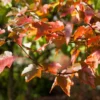 Rode Esdoorn (Acer Rubrum 'October Glory') -Tuin Puur Verkoop acer october glory