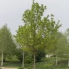 Noorse Esdoorn (Acer Platanoides) 2 Noorse Esdoorn (Acer Platanoides) -Tuin Puur Verkoop acer platanoides01