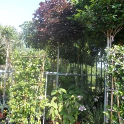 Noorse Esdoorn (Acer Platanoides 'Crimson Sentry') -Tuin Puur Verkoop acer platanoides crimson sentry 12 14ho cont. bol