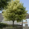 Bonte Esdoorn (Acer Platanoides 'Drummondii') -Tuin Puur Verkoop acer platanoides drummondii