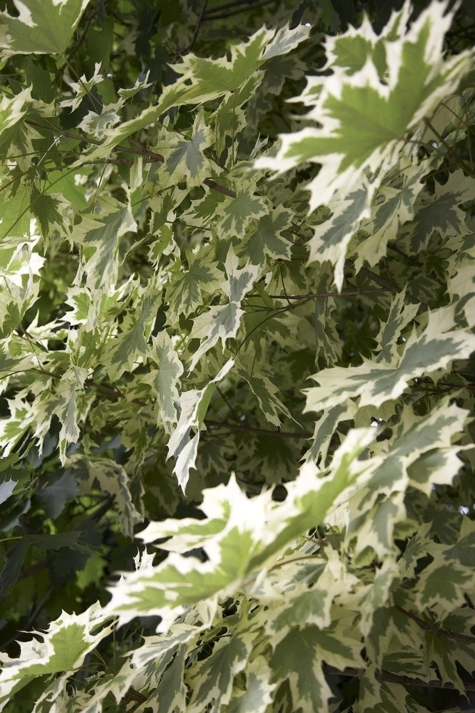 Bonte Esdoorn (Acer Platanoides 'Drummondii') 4 Bonte Esdoorn (Acer Platanoides 'Drummondii') - Afbeelding 2