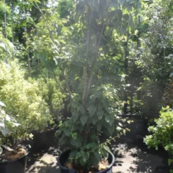 Japanse Slangehuidesdoorn Als Boom (Acer Rufinerve) -Tuin Puur Verkoop acer rufinerve 175 200 250