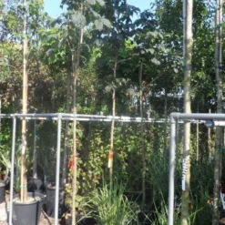 Kastanjeboom (Aesculus Carnea 'Briotii') 7 Kastanjeboom (Aesculus Carnea 'Briotii') -Tuin Puur Verkoop aesculus carnea briottii 10 12ho cont