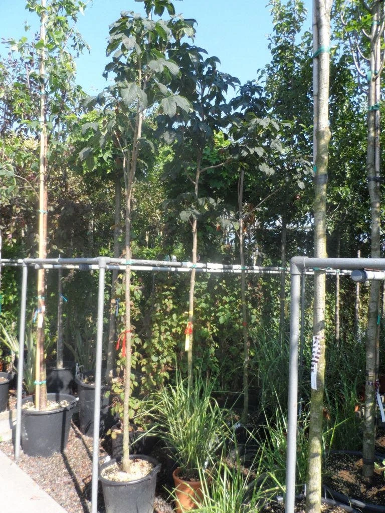 Kastanjeboom (Aesculus Carnea 'Briotii') 5 Kastanjeboom (Aesculus Carnea 'Briotii') - Afbeelding 3