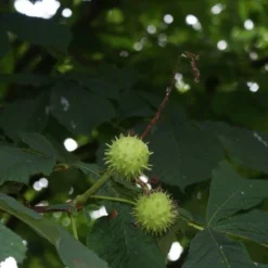 Paardenkastanje (Aesculus Hippocastanum 'Baumannii') 8 Paardenkastanje (Aesculus Hippocastanum 'Baumannii') -Tuin Puur Verkoop aesculus hippocastanum 2
