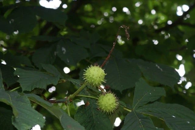 Paardenkastanje (Aesculus Hippocastanum 'Baumannii') 5 Paardenkastanje (Aesculus Hippocastanum 'Baumannii') - Afbeelding 3
