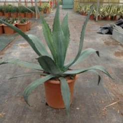 Agave (Agave Americana) 15 Agave (Agave Americana) -Tuin Puur Verkoop agave americana c12