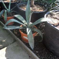 Agave (Agave Americana) 14 Agave (Agave Americana) -Tuin Puur Verkoop agave americana c20 40 60