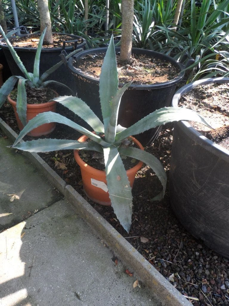Agave (Agave Americana) 8 Agave (Agave Americana) - Afbeelding 6