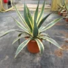 Agave (Agave Americana 'Variegata') 2 Agave (Agave Americana 'Variegata') -Tuin Puur Verkoop agave americana variegata c12