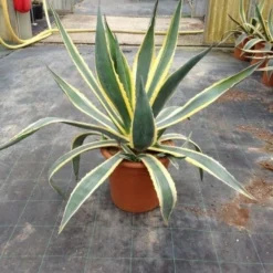Agave (Agave Americana 'Variegata')