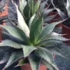 Winterharde Agave (Agave Montana) 1 Winterharde Agave (Agave Montana) -Tuin Puur Verkoop agave montana c12