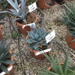 Winterharde Agave (Agave Parrasana) -Tuin Puur Verkoop agave parrasana