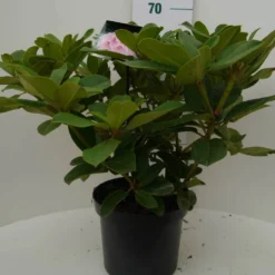 Rhododendron (Rhododendron 'Albert Schweitzer') 7 Rhododendron (Rhododendron 'Albert Schweitzer') -Tuin Puur Verkoop albert schweitzer c7.5 voor