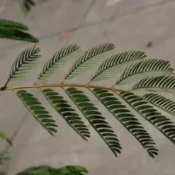 Perzische Slaapboom Als Struik (Albizia Julibrissin) -Tuin Puur Verkoop albizia julibrissin blad 2