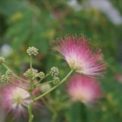 Perzische Slaapboom (Albizia Julibrissin 'Ombrella') 16 Perzische Slaapboom (Albizia Julibrissin 'Ombrella') -Tuin Puur Verkoop albizia julibrissin ombrella 1