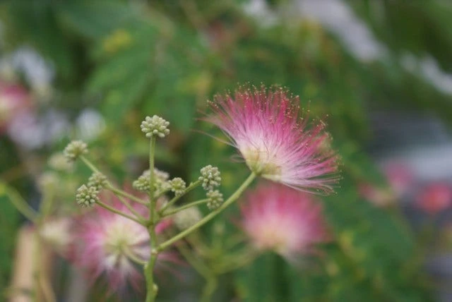 Perzische Slaapboom (Albizia Julibrissin 'Ombrella') 5 Perzische Slaapboom (Albizia Julibrissin 'Ombrella') - Afbeelding 3
